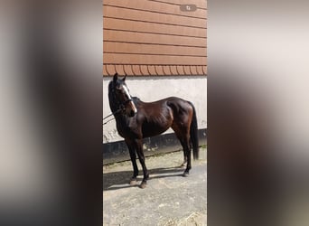 Koń pełnej krwi angielskiej, Wałach, 5 lat, 160 cm, Gniada