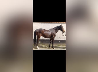 Koń pełnej krwi angielskiej, Wałach, 5 lat, 160 cm, Gniada