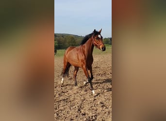 Koń pełnej krwi angielskiej, Wałach, 5 lat, 161 cm, Gniada
