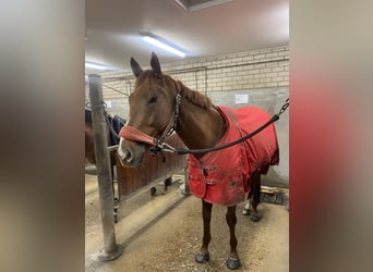 Koń pełnej krwi angielskiej, Wałach, 5 lat, 170 cm, Kasztanowata