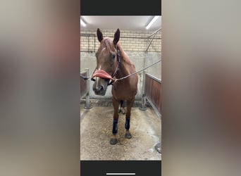 Koń pełnej krwi angielskiej, Wałach, 5 lat, 170 cm, Kasztanowata