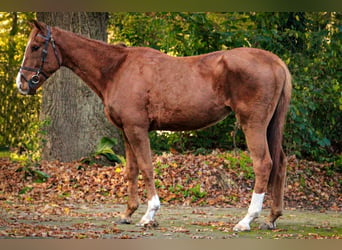 Koń pełnej krwi angielskiej, Wałach, 5 lat, 170 cm, Kasztanowata