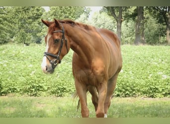 Koń pełnej krwi angielskiej, Wałach, 5 lat, 170 cm, Kasztanowata