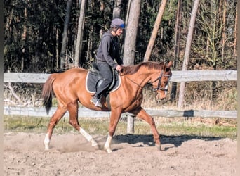 Koń pełnej krwi angielskiej, Wałach, 6 lat, 164 cm, Kasztanowata