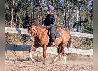 Koń pełnej krwi angielskiej, Wałach, 6 lat, 164 cm, Kasztanowata