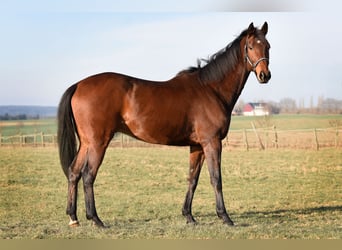 Koń pełnej krwi angielskiej, Wałach, 6 lat, 165 cm, Gniada