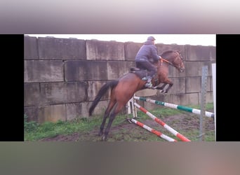 Koń pełnej krwi angielskiej, Wałach, 6 lat, 167 cm, Gniada