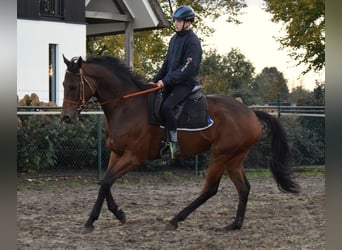 Koń pełnej krwi angielskiej, Wałach, 6 lat, 167 cm, Gniada