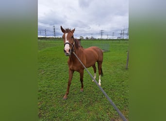 Koń pełnej krwi angielskiej, Wałach, 6 lat, 167 cm, Kasztanowata