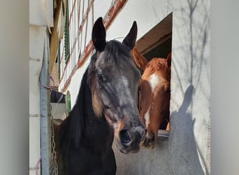 Koń pełnej krwi angielskiej, Wałach, 7 lat, 160 cm, Kara