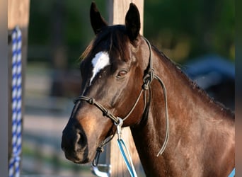 Koń pełnej krwi angielskiej, Wałach, 7 lat, 163 cm, Ciemnogniada