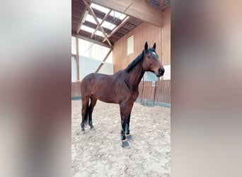 Koń pełnej krwi angielskiej, Wałach, 7 lat, 164 cm, Ciemnogniada
