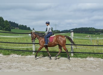 Koń pełnej krwi angielskiej, Wałach, 7 lat, 165 cm, Gniada