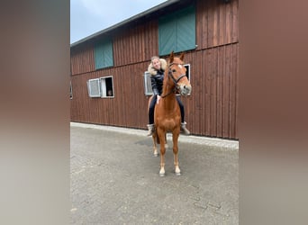 Koń pełnej krwi angielskiej, Wałach, 7 lat, 165 cm, Kasztanowata