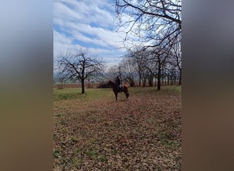 Koń pełnej krwi angielskiej, Wałach, 8 lat, 164 cm, Kasztanowata
