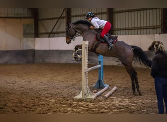 Koń pełnej krwi angielskiej, Wałach, 8 lat, 166 cm, Gniada