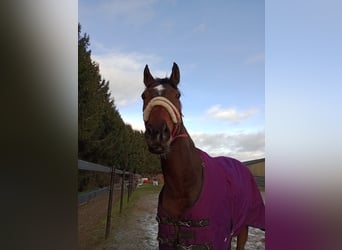 Koń pełnej krwi angielskiej, Wałach, 8 lat, 168 cm, Ciemnogniada