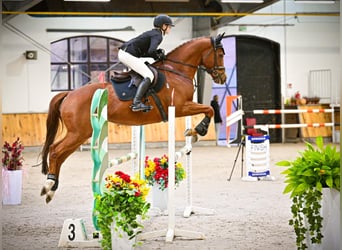 Koń pełnej krwi angielskiej, Wałach, 9 lat, 165 cm, Kasztanowata