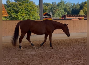 Koń pełnej krwi angielskiej, Klacz, 10 lat, 160 cm, Kasztanowata