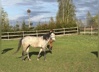 Koń pełnej krwi angielskiej, Klacz, 10 lat, 160 cm, Siwa