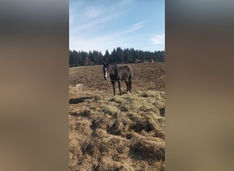 Koń pełnej krwi angielskiej, Klacz, 10 lat, 160 cm, Skarogniada