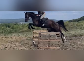 Koń pełnej krwi angielskiej, Klacz, 10 lat, 165 cm, Ciemnogniada