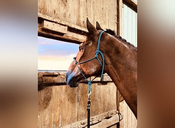 Koń pełnej krwi angielskiej, Klacz, 10 lat, 166 cm, Gniada