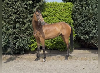 Koń pełnej krwi angielskiej, Klacz, 11 lat, 162 cm, Gniada