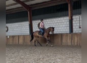 Koń pełnej krwi angielskiej, Klacz, 11 lat, 162 cm, Gniada