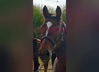 Koń pełnej krwi angielskiej, Klacz, 11 lat, 163 cm, Gniada
