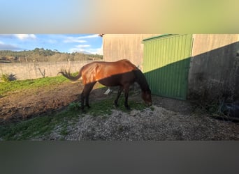 Koń pełnej krwi angielskiej, Klacz, 11 lat, 165 cm, Gniada