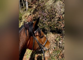 Koń pełnej krwi angielskiej, Klacz, 12 lat, 164 cm, Gniada