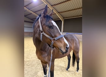 Koń pełnej krwi angielskiej, Klacz, 14 lat, 158 cm, Ciemnogniada