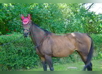 Koń pełnej krwi angielskiej, Klacz, 15 lat, 163 cm, Ciemnogniada