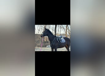 Koń pełnej krwi angielskiej, Klacz, 16 lat, 165 cm, Gniada