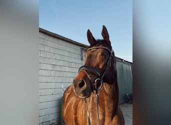 Koń pełnej krwi angielskiej, Klacz, 17 lat, 160 cm, Gniada