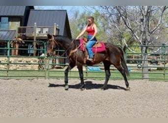 Koń pełnej krwi angielskiej, Klacz, 17 lat, 173 cm, Gniada