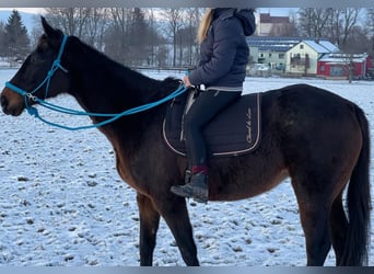 Koń pełnej krwi angielskiej, Klacz, 18 lat, 155 cm, Gniada