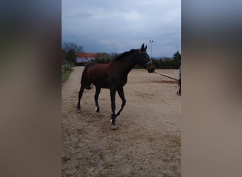 Koń pełnej krwi angielskiej, Klacz, 18 lat, 155 cm, Gniada
