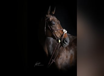 Koń pełnej krwi angielskiej, Klacz, 20 lat, 164 cm, Gniada