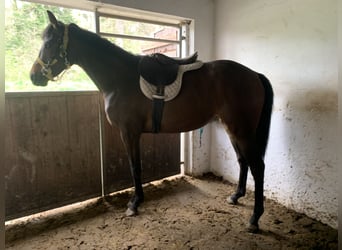 Koń pełnej krwi angielskiej, Klacz, 2 lat, 160 cm, Ciemnogniada