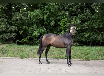 Koń pełnej krwi angielskiej, Klacz, 3 lat, 161 cm, Ciemnogniada