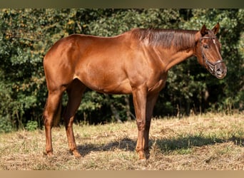 Koń pełnej krwi angielskiej, Klacz, 3 lat, 163 cm, Cisawa Koń pełnej krwi angielskiej, Klacz, 3 lat, 163 cm, Cisawa