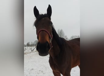 Koń pełnej krwi angielskiej, Klacz, 3 lat, 165 cm, Gniada