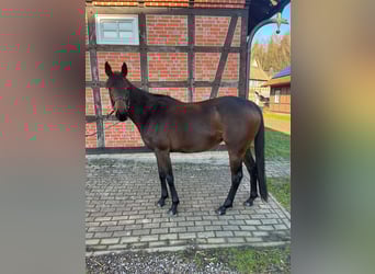 Koń pełnej krwi angielskiej, Klacz, 4 lat, 155 cm, Ciemnogniada