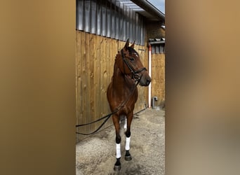 Koń pełnej krwi angielskiej, Klacz, 4 lat, 158 cm, Gniada
