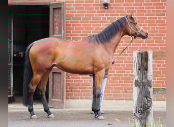 Koń pełnej krwi angielskiej, Klacz, 4 lat, 163 cm, Gniada
