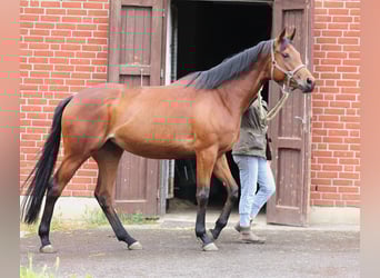 Koń pełnej krwi angielskiej, Klacz, 4 lat, 163 cm, Gniada