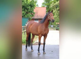 Koń pełnej krwi angielskiej, Klacz, 4 lat, 163 cm, Gniada