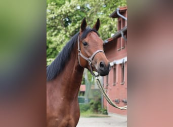 Koń pełnej krwi angielskiej, Klacz, 4 lat, 163 cm, Gniada